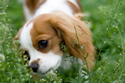 My Dog Ate My Plant: Top 6 Plants that Affect Your Dog's Health and How to Treat It