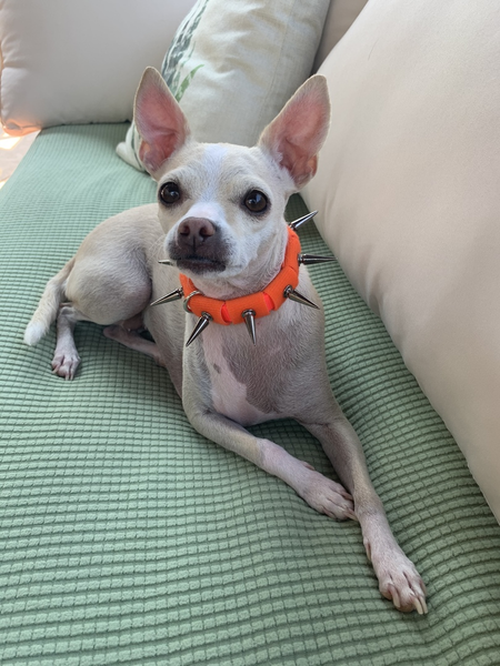 Nasty chihuahua 2024