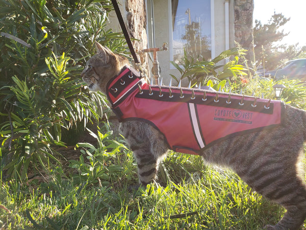 coyote vest for cats