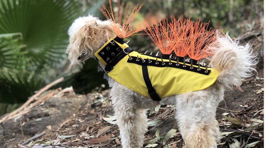 CoyoteVest Dog Harness Protection Vest, Reflective Dog Accessories with  Spikes to Shield Your Pet from Raptor and Animal Attacks, Proudly Made in