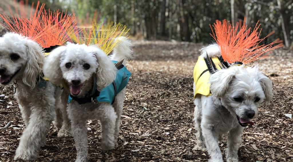 These Protective Coyote Vests for Dogs Help Keep Your Pup Safe