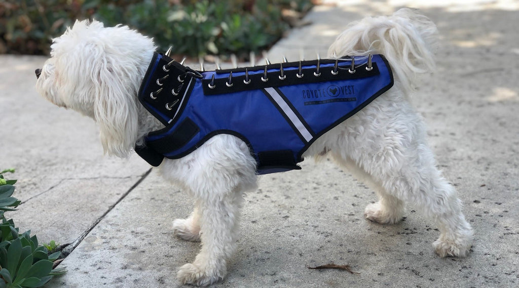 The Best Coyote Vests for Dogs: Ranked and Rated - AZ Animals