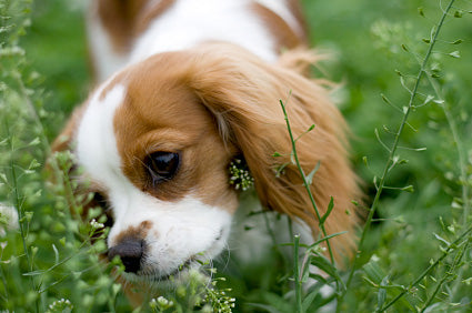 Top 6 Plants that Affect Your Dog's Health and How to Treat It  CoyoteVest