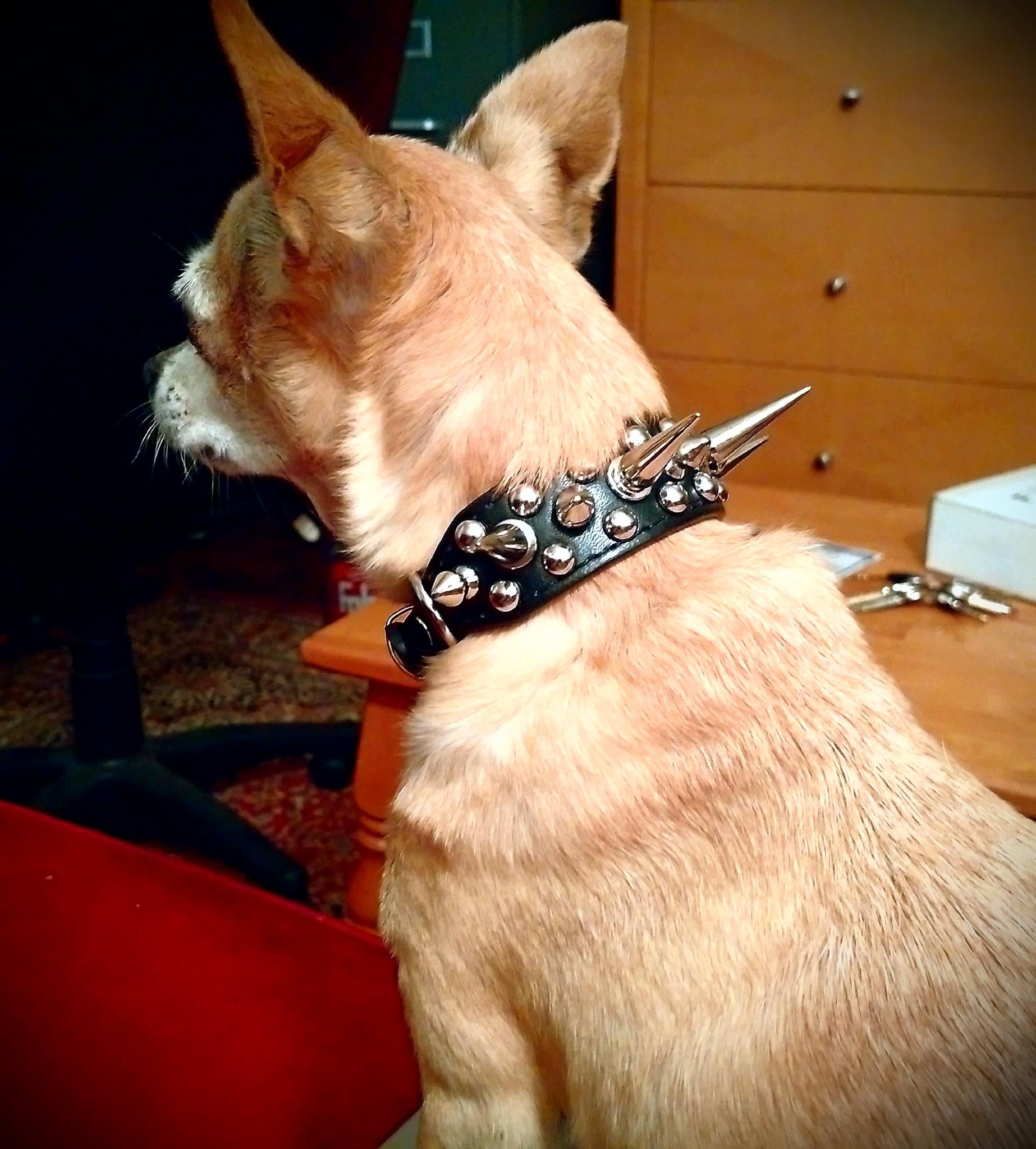 Spiked Collar – CoyoteVest - Main Image