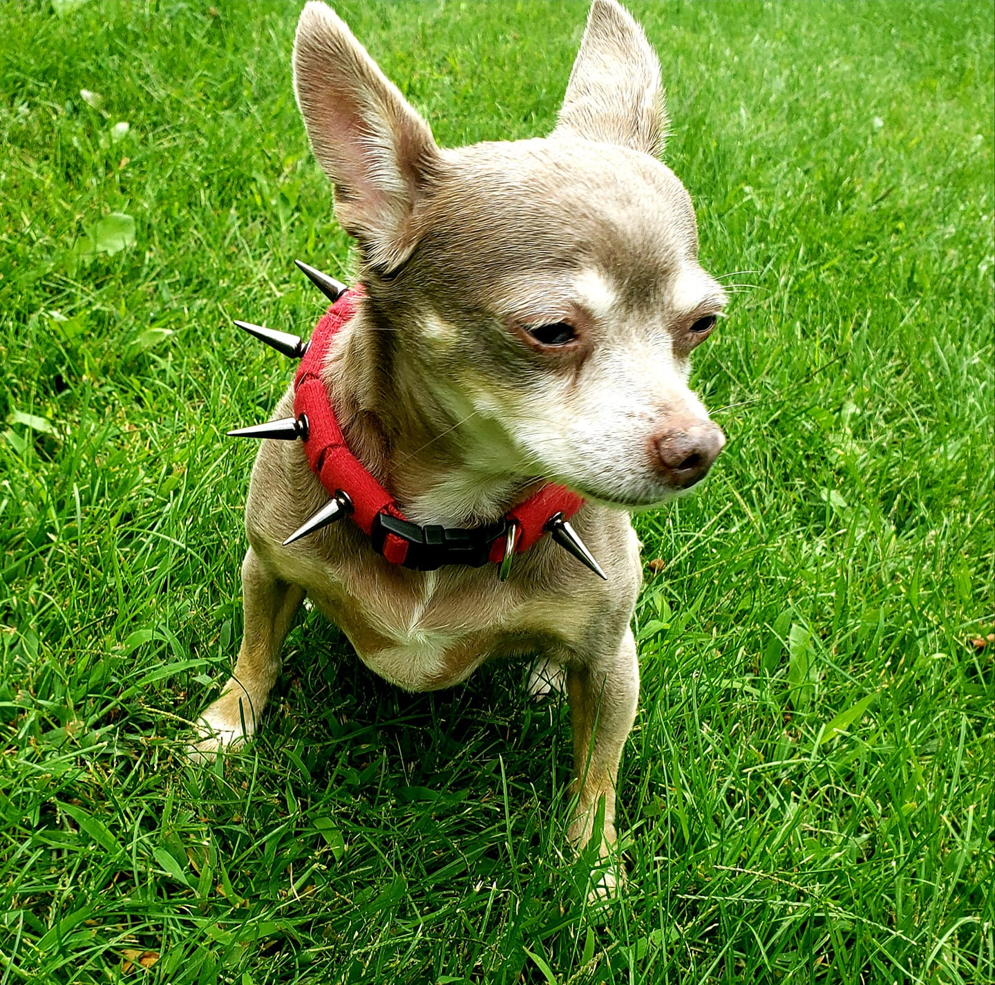 CoyoteCollar – CoyoteVest - Main Image